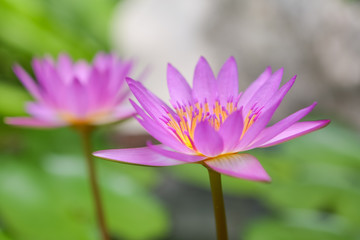 Fototapeta premium Lotus flower
