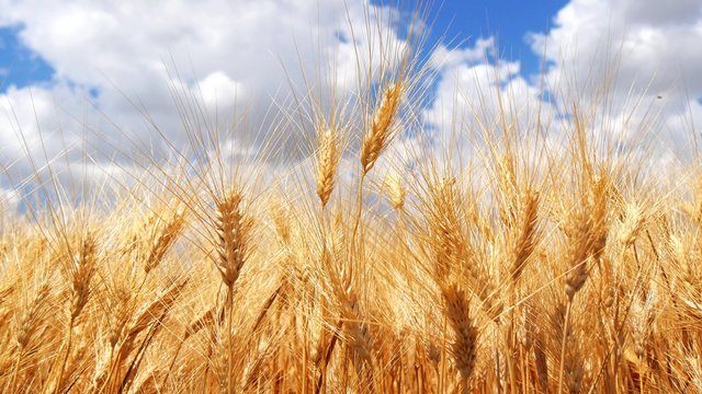 Ripe wheat field, blue sky, white clouds (4K)
