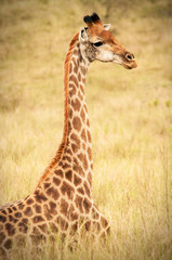Giraffe Sitting on the Field