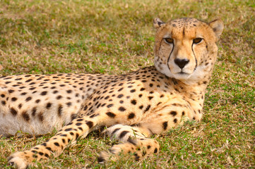 Cheetah Laying on the Grass, South Africa