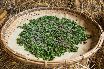 Silkworms eating mulberry leaf in the tray.