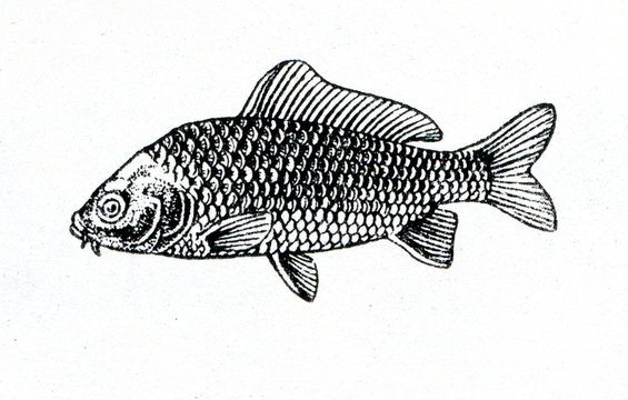 Common carp (Cyprinus carpio) - fully scaled form