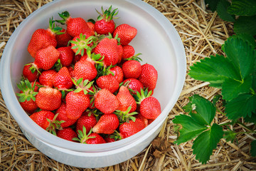 container of strawberries in field