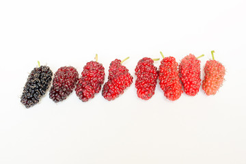 Fresh mulberries in multicolor