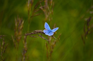 Papillon bleu