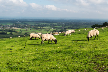 Obraz na płótnie Canvas Sheep grazing on the South Downs in East Sussex