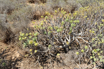 Euphorbe balsamifère (Euphorbia balsamifera) sur l'îlot de Lob