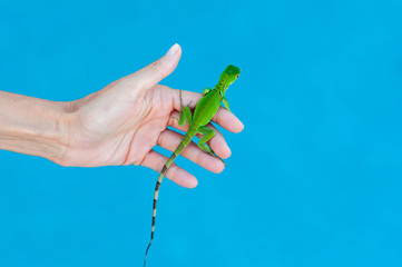 A Baby Iguana Held in the Palm of a Hand