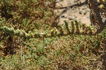 Traganum de Moquin (Traganum moquinii) sur l'îlot de Lobos à F