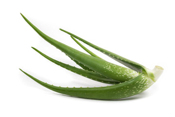 Green Aloe on white background