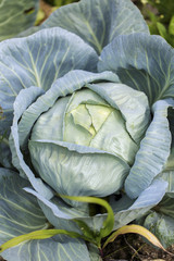 Cabbage in the garden.