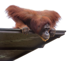 Adult orangutang looking down from its platform, isolated on white © ChaoticDesignStudio