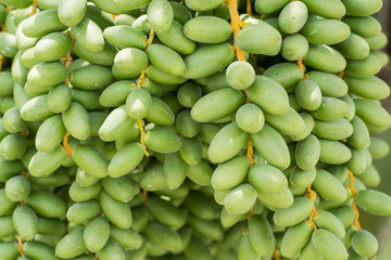 Unripe Date palm close-up (Phoenix dactylifera)