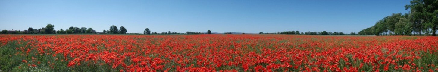 Field with red wild poppies