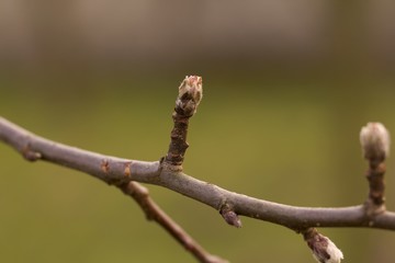 Buds on apple tree.