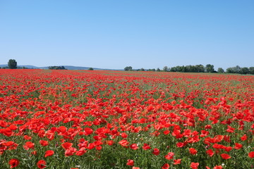 Obraz premium Field with red wild poppies