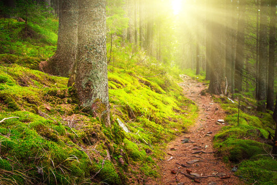Fototapeta Landscape dense mountain forest in sunlight.