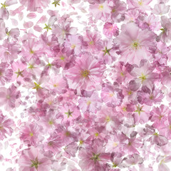 repeating pattern of sakura blossoms, studio photographed with backlit, making the petals shine through, isolated on absolute white