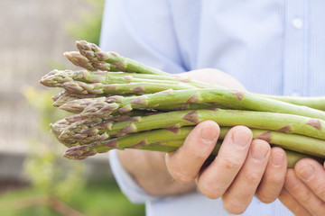 Bunch of green asparagus in gardener's hands close up. Spring - fresh harvest from the garden.
