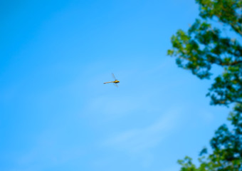  Dragonfly in the sky