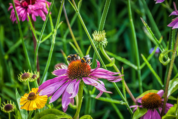 Echinacea Flowers