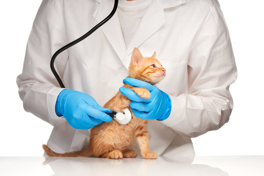 Veterinarian doctor checking up of kitten with stethoscope