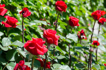Fototapeta na wymiar roses on a bush