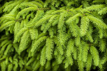 Fir Tree Detail