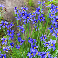 Сисиринхиум узколистный (Sisyrinchium angustifolium). Многолетнее травянистое растение семейства Ирисовые (Iridaceae)