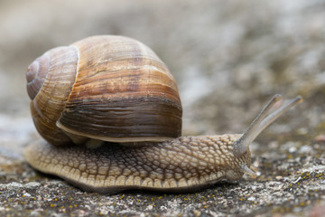 Snail Helix Pomatia on the rock in macro close-up photo.