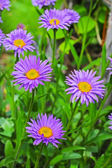 Obraz premium Астра альпийская (Aster alpinus) — многолетнее корневищное травянистое растение