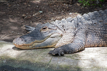 Alligator Teeth - Dark-eyed American Alligator Cools Itself in the Shade with its Legs Outstretched and its White Sharp Teeth Showing