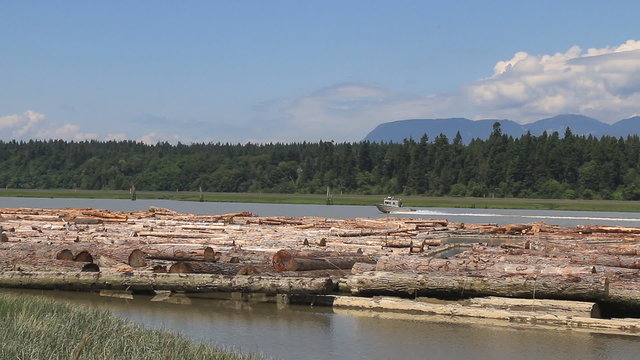  Lumber in Fraser River is ready for processing on the mill. Vancouver, British Columbia, Canada.