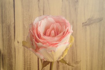 Rose, romantisch
