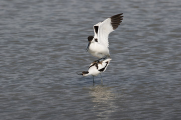 Pied avocets mating