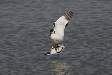 Pied avocets mating