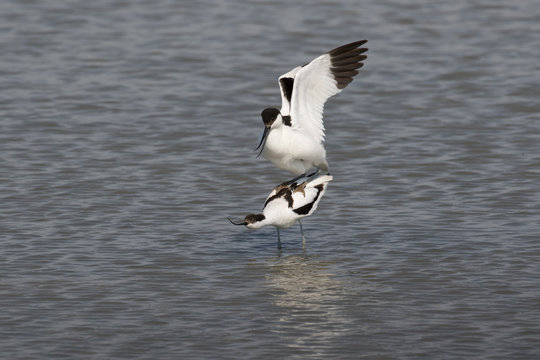 Pied avocets mating