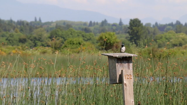 Tree Swallow on nesting box
