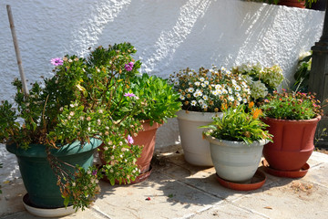 Flowers in pots.