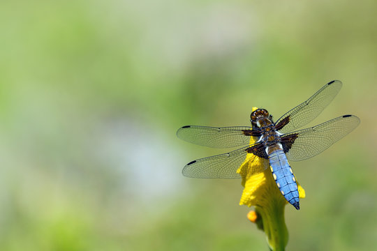 blue dragonfly, Libellula depressa, sitting on a yellow flower