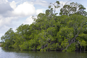Tropical thickets mangrove forest on the Black river. Jamaica.
