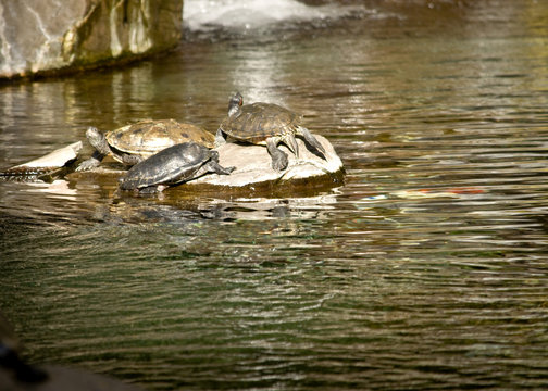 Three turtules sharing an island