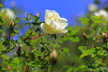 wild white roses on a bush