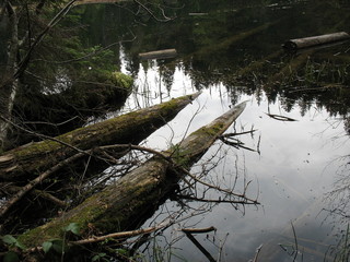 Затерянный мир лесного озера © iuliiia