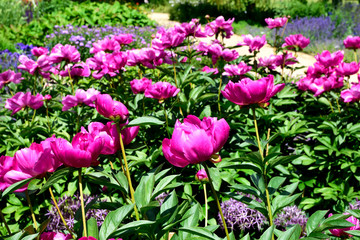 European peony, or Common peony (Paeonia officinalis) in garden