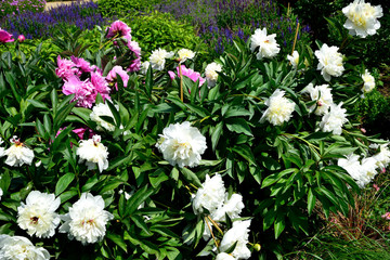 European peony, or Common peony (Paeonia officinalis) in garden