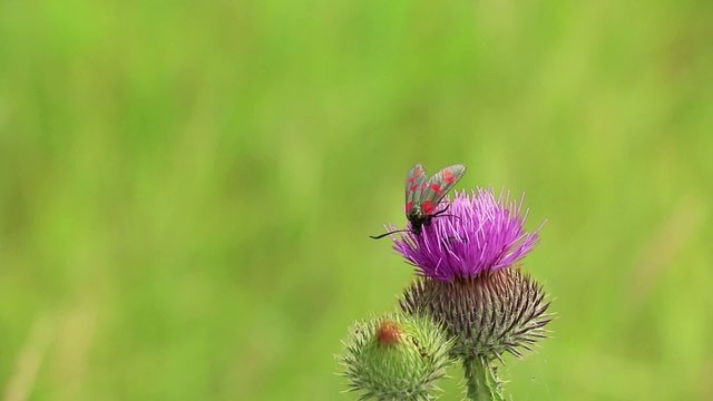 flower among a few small hymenoptera