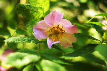 blooming  wild rose