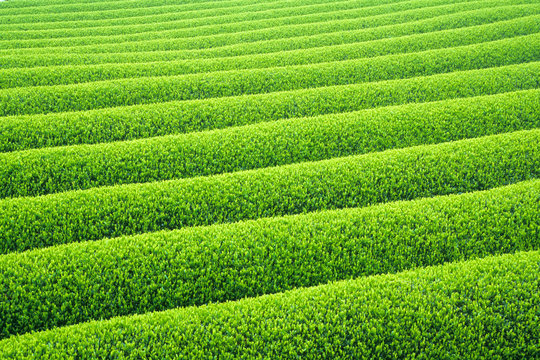 Fresh green tea plantation. 新緑の茶畑