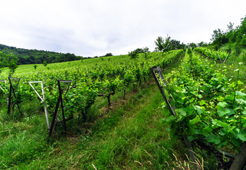 Fototapeta na wymiar Green vineyards of Alsace, France
